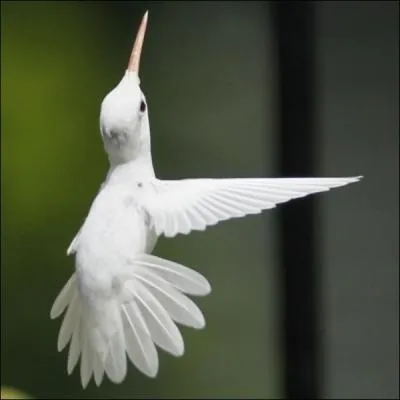 Un colibri peut tre blanc !