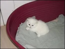 De quelle couleur est le chat ?