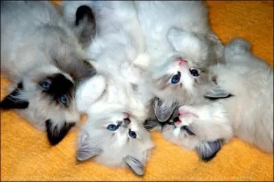 Combien y a-t-il de chats ?