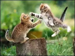 Que font les chats ?