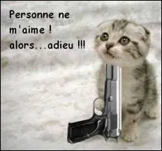 Que dit le chat ?