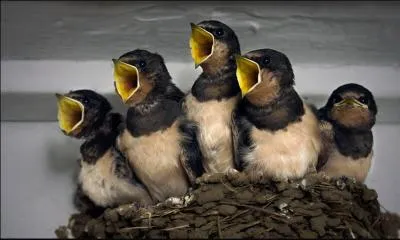 On ne les voit chez nous qu'une partie de l'anne, quels sont ces oisillons ?