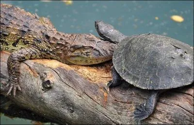 Identifiez ces deux animaux !