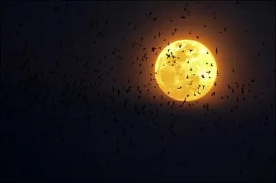 C'est principalement la nuit que vous pouvez les observer !