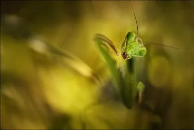 C'est dans cette posture de recueillement qu'elle attend sa proie !