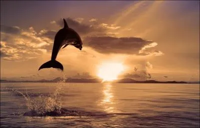 Il semble que de sauter hors de l'eau lui permet d'assouvir sa curiosit !