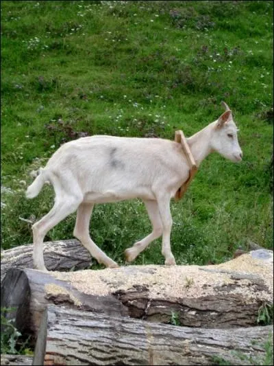Comment s'appelle la chvre de Prim ?
