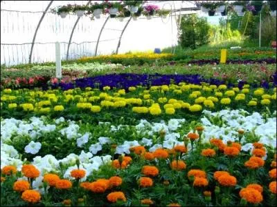 C'est la culture des jardins et des fleurs :