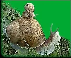 Comment nomme-t-on l'élevage des escargots ?