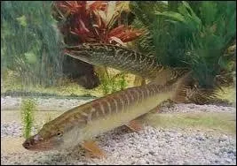 Si vous pratiquez l'ésociculture, quels poissons élevez-vous ?