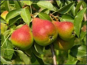 Si vous cultivez par exemple des poiriers, quel nom porte la culture des arbres dont les fruits ont des pépins ?