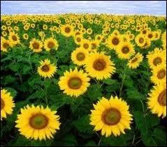 Lesquelles de ces plantes cultiverez-vous si vous pratiquez l'oléiculture ?