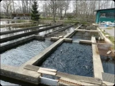 Comment appelle-t-on l'élevage des poissons en général ?