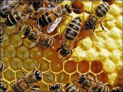 Qu'est-ce que l'élevage des abeilles ?