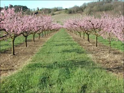 Comment se nomme la culture des arbres ?