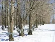 Lorsque vous pratiquez l'acériculture, que cultivez-vous ?