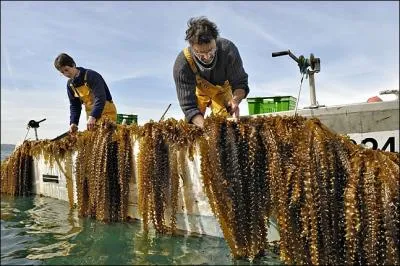 Qu'est-ce que l'algoculture ?