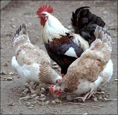 C'est l'élevage des oiseaux et volailles :