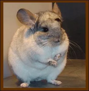 Quel est cet animal ?