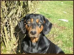 Quelle est cette race de chien ?