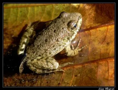 Quel est cet animal ?