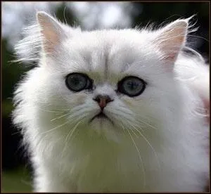 Quelle est cette race de chat ?