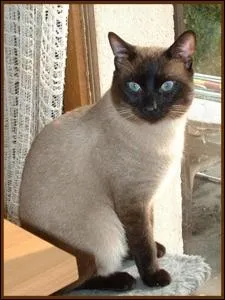 Quelle est cette race de chat ?