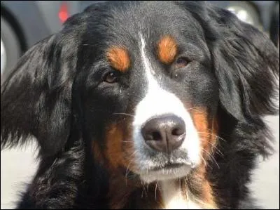 Quelle est cette race de chien ?