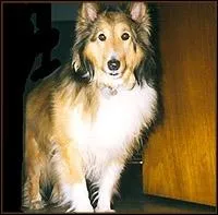 Quelle est cette race de chien ?