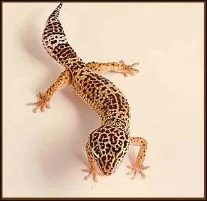 Quel est cet animal ?