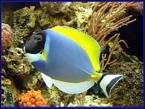 Quelle est cette race de poisson ?