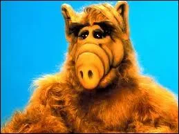 D'o vient cet amateur de petits chats ?