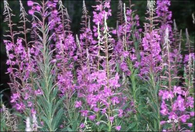 Quel est l'autre nom de l'pilobe ?