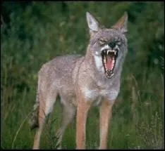 Quel est ce canid d'Amrique qui vit en meute, chasse seul, et qui est monogame ?