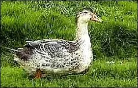 Qu'est-ce qu'un mulard ?