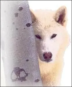 Sa popularit indique qu'il ou elle dpasse les limites du dpartement. Trouvez la bonne expression qui correspond  la dfinition.