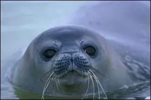 Que pourra-t-on trouver dans les botes de conserves en Russie, trs prochainement ?