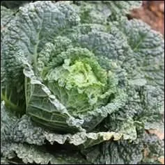 Ce chou a voyag , il nous vient du nord de l'Italie.