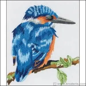 D'une livre brillante, bleue, rousse et blanche, il nous indique le bon quilibre d'un milieu aquatique. Vous pouvez en faire votre compagnon pour la vie !