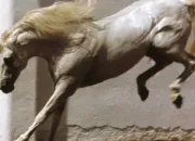 Quiz Chevaux et 'Galop 2'