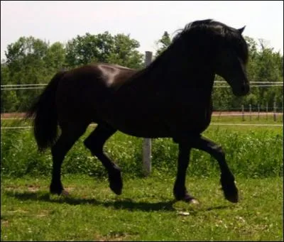 De quelle couleur est ce cheval ?