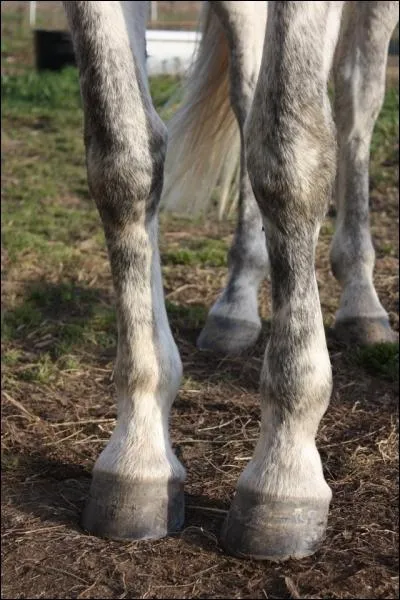 Je dois m'inquiter si mon cheval a :