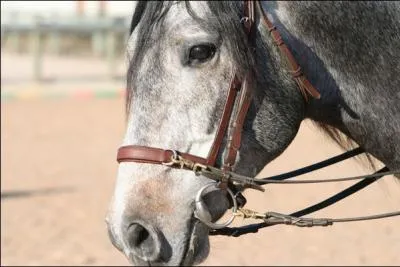 Quelles muserolles existent ?