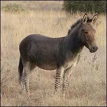 Quel animal est reprsent sur la photo ?