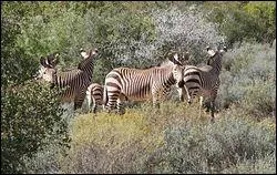Quelle sorte de zbre est reprsente sur la photo ?