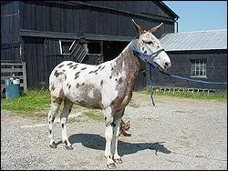 Qui sont les parents de la mule ou du mulet ?