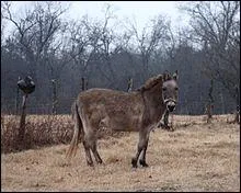 Qui sont les parents du bardot ?