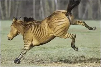 Quel animal est reprsent sur la photo ?