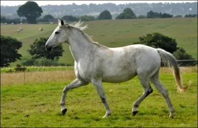 Quelle est cette allure ?