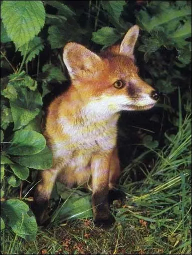 Dans un franais ancien, quel tait le nom du renard ?